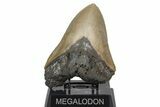 Massive, Fossil Megalodon Tooth - Serrated Blade #207998-2